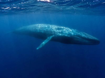 In 2007, scientists recovered a blue whale earplug off Santa Barbara; its 24 wax layers archived 12 years of hormones, mercury, and man-made pollutants