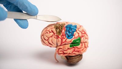 The young brain’s hidden weakness: When plasticity goes wrong