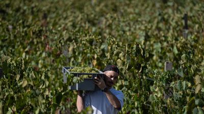 French wine yields drop to new historic low after searing summer heat