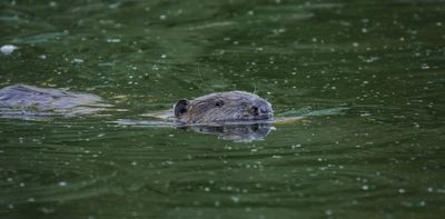 How beavers can help create fire breaks as part of a drought preparation plan