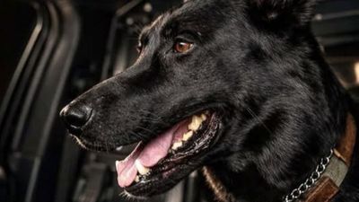Man bites dog: Connecticut police dog reportedly chomped on during traffic stop, officers praise dog’s composure and experience