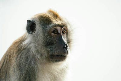 Foster Mother Accused of Trading Girl for an Exotic Monkey Walks Free Without Serving Prison Time