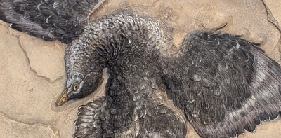 How the ‘first bird’ leapt into the sky and soared above the dinosaurs