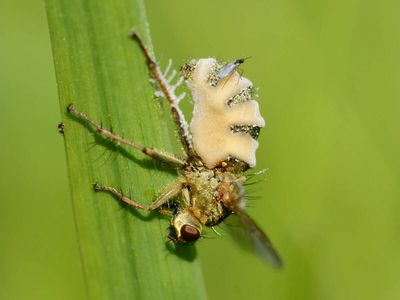 In 1855, scientists discovered a fungus that turns flies into zombie hosts. More than 160 years later, its spores still show how a parasite can control behavior in flies