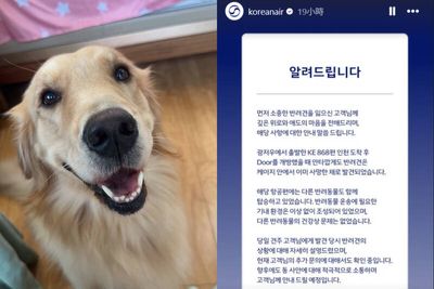 黃金獵犬搭機竟成冰冷遺體......大韓航空回應了