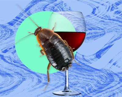 The pest I’ll never forget: the cockroaches were everywhere – even on our wine glasses