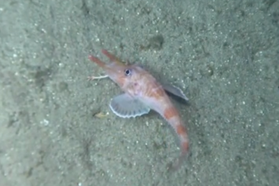 Strange deep-sea fish found walking sideways and backwards on ocean floor