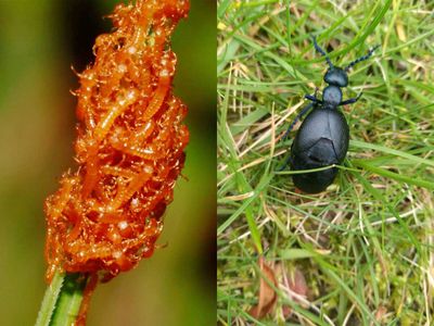 Oil beetle larvae mimics flower-like scents to fool bees into feeding and sheltering them, study finds - Researchers reveal how these unusual insects exploit bees’ attraction to floral scents, allowing the larvae to hitch a ride into their nests and survive through a remarkable form of chemical deception in nature
