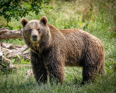 ‘So big and so close’: spotting endangered bears on a trip to northern Spain