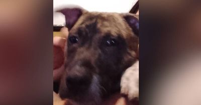 Pet dog still missing after alleged robbery in Belconnen