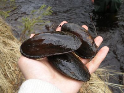 In Cumbria, freshwater pearl mussels in the River Kent can filter up to 50 litres of water each day; their filtration can help improve river water for fish, eels and otters