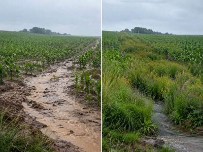 At Iowa's Neal Smith Refuge, turning just 10% of cropland into prairie strips cut sediment loss by 95%, phosphorus runoff by 90%, and total nitrogen loss by about 85%