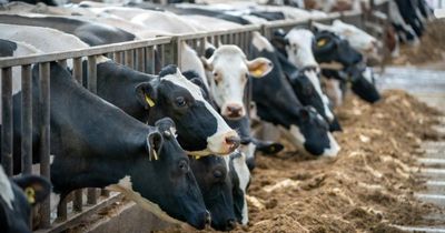 Bluetongue virus 'not going away' as fresh warning issued for Scotland