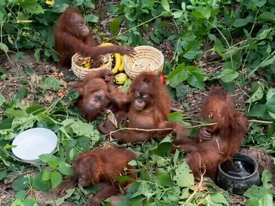 Orangutans, found only in Indonesia and Malaysia, spotted nearly 4,000 km away in Odisha jungle. Govt probing how five primates reached India