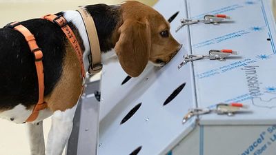 Can dogs sniff out cancer? Indian start-up turns their noses to AI