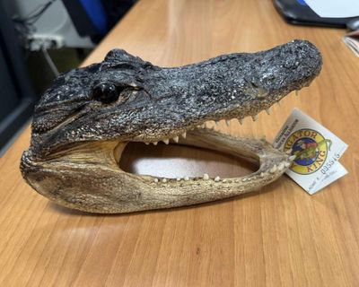 Crocodile head found in luggage at Italian airport