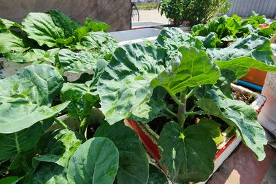 7 Fall Crops You Can Grow in Containers Instead of Buying Raised Beds