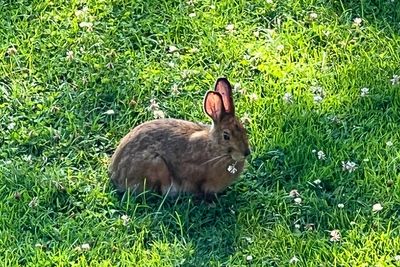 Critter-resistant bulbs to plant this fall that deer, rabbits and rodents tend to avoid