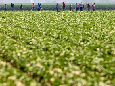Genetically engineered crops may be doing more than boosting harvests: new 40-year study finds they could help US farms withstand climate change