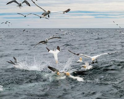 Save our seabirds from the huge windfarm due to be built near Bass Rock