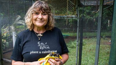An Australian woman bought cleared sugarcane land and planted trees; 10 years later, 119,000 trees transformed it into a rainforest home to flying-foxes