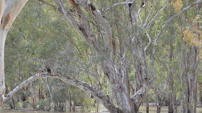 Argentina planted eucalyptus across grassland; scientists found the trees were pulling groundwater down by more than half a metre