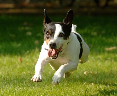 London's worst areas for dog noise complaints revealed - and one of them is Barking