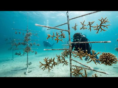 A teenager’s 4-H project helped spark a coral restoration revolution in the Florida Keys—how Ken Nedimyer turned broken coral fragments into thousands of new reef colonies