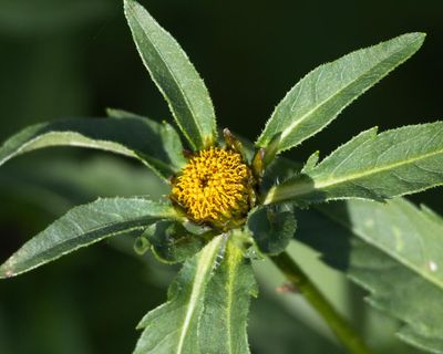 Country diary: Wetland plants have prospered this year – and I love this understated beauty