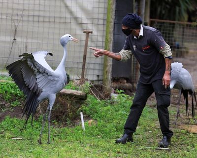 Birdwatch: the avian equivalent of a catwalk model, blue cranes are under threat