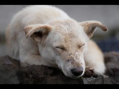 Why yelling at your dog may affect more than their mood: Research suggests angry or excited voices can trigger measurable physical changes, revealing how deeply dogs process human emotion
