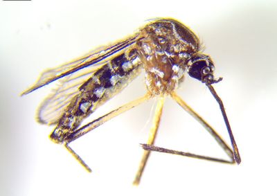 Shock moment 'yellow fever' mosquitoes which can carry killer viruses found in London gardens