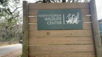 Florida Lemurs Aid Rainforest: Visitor encounters fund tree planting; link supports Madagascar