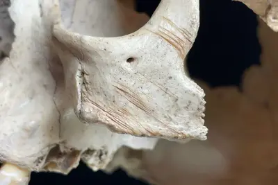 Early Europeans resorted to cannibalism several times over thousands of years, cave fossils reveal