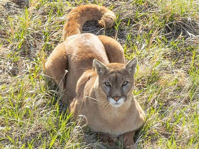 Could living near mountain lions actually make you safer? New study finds fewer dangerous animal-vehicle collisions where these powerful predators are present