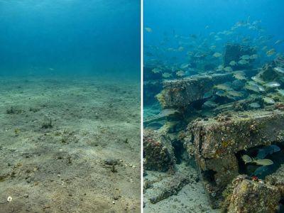 In 2016, Texas built RGV Reef from 477 piles of railroad ties and concrete across 1,650 acres off South Padre Island; sonar estimated 24.4 tons of fish biomass there