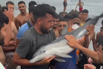 Migrants Beat Baby Dolphin and Hold It 'Like a Trophy', Adding to Ceuta Locals' Anger Amid Surge in Sexual Assaults