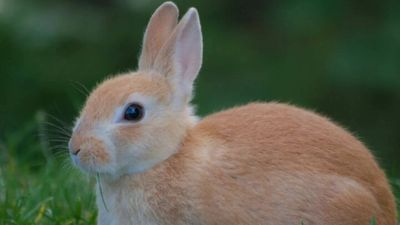 Rabbits Reshape Island Ecosystem: Sediment DNA tracks 600 years of change; plateau in new equilibrium