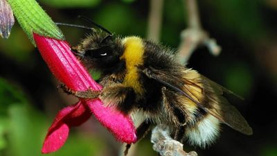 Invasive Bees Reshape Patagonia: European species oust native; parasite spreads