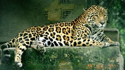Hunter’s Photos Spur Jaguar Reserve: 1996 sighting reshaped research; Mexico project now protects 56,000 acres