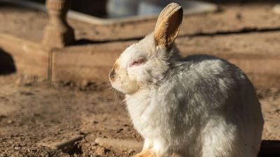 Rabbit Release Reshapes Island: One doe transforms Porto Santo ecology; Darwin reading upended