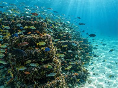 1978, Massachusetts developed a 127-acre reef of 2,500 concrete-filled tire bundles in Nantucket Sound; a 2019 survey found fish arrived in about 33 seconds at reefs versus nearly eight minutes over bare sand