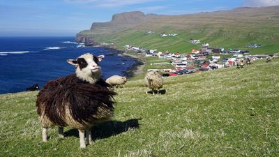 Sheep Evolve On Santa Cruz: Feral flock shrinks and hardens over 150 years; scientists document distinct breed