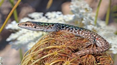 Real-Time Lizard Evolution: 10 become 5,000 on Pod Mrcaru; heads and guts rapidly adapt