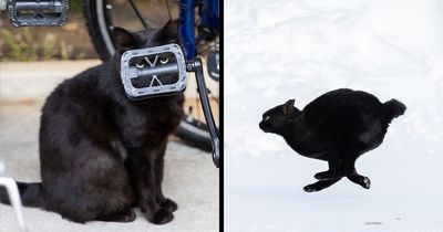 50 Black Cats Caught In Funny, Curious, And Unexpected Moments By Masayuki Oki