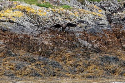 Eagles fledge after protective effort during breeding season