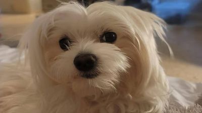Abu Dhabi Dog Search: Family raises Dh15,000 reward after viral appeals