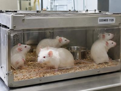 In 1979, Cosmos 1129 flew five female and two male rats for 18.5 days and allowed them to mate; no normal pregnancies resulted in flight, while a later ground study produced healthy litters