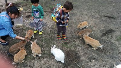 Genetic Research On Okunoshima Rabbits: DNA upends ‘eight school rabbits’ tale; tourism ties deepen dependence