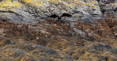 Rare eagle chicks fledge from Highland loch after nearby paths closed